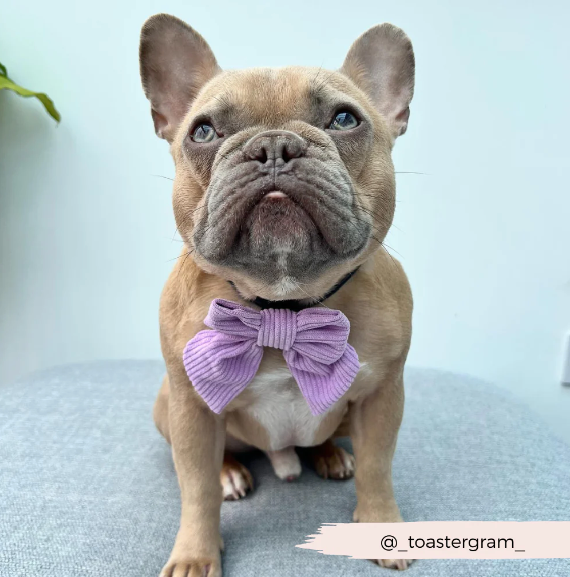 Lilac Cord Sailor Bow Tie