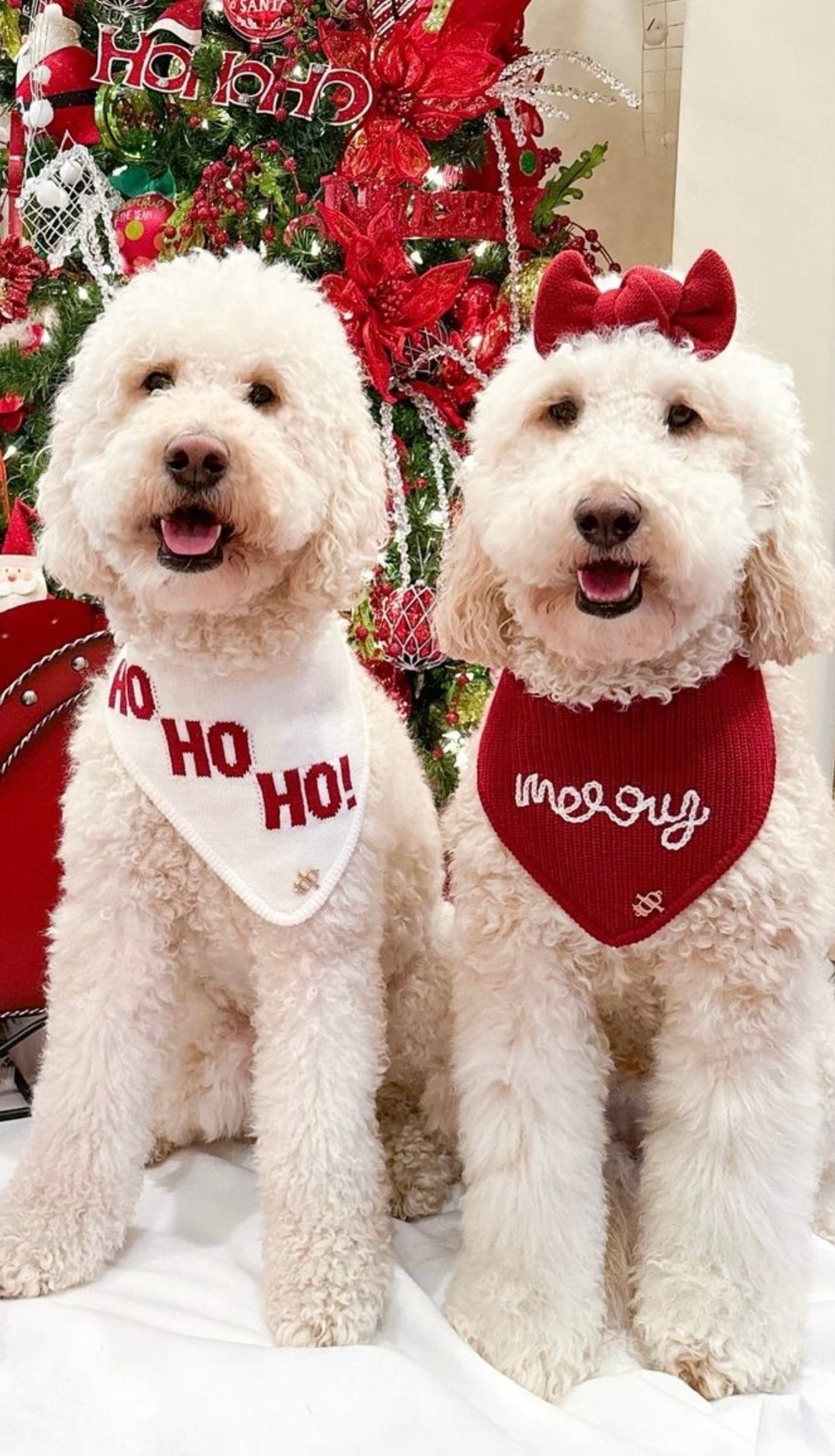 BANDANA | MERRY
