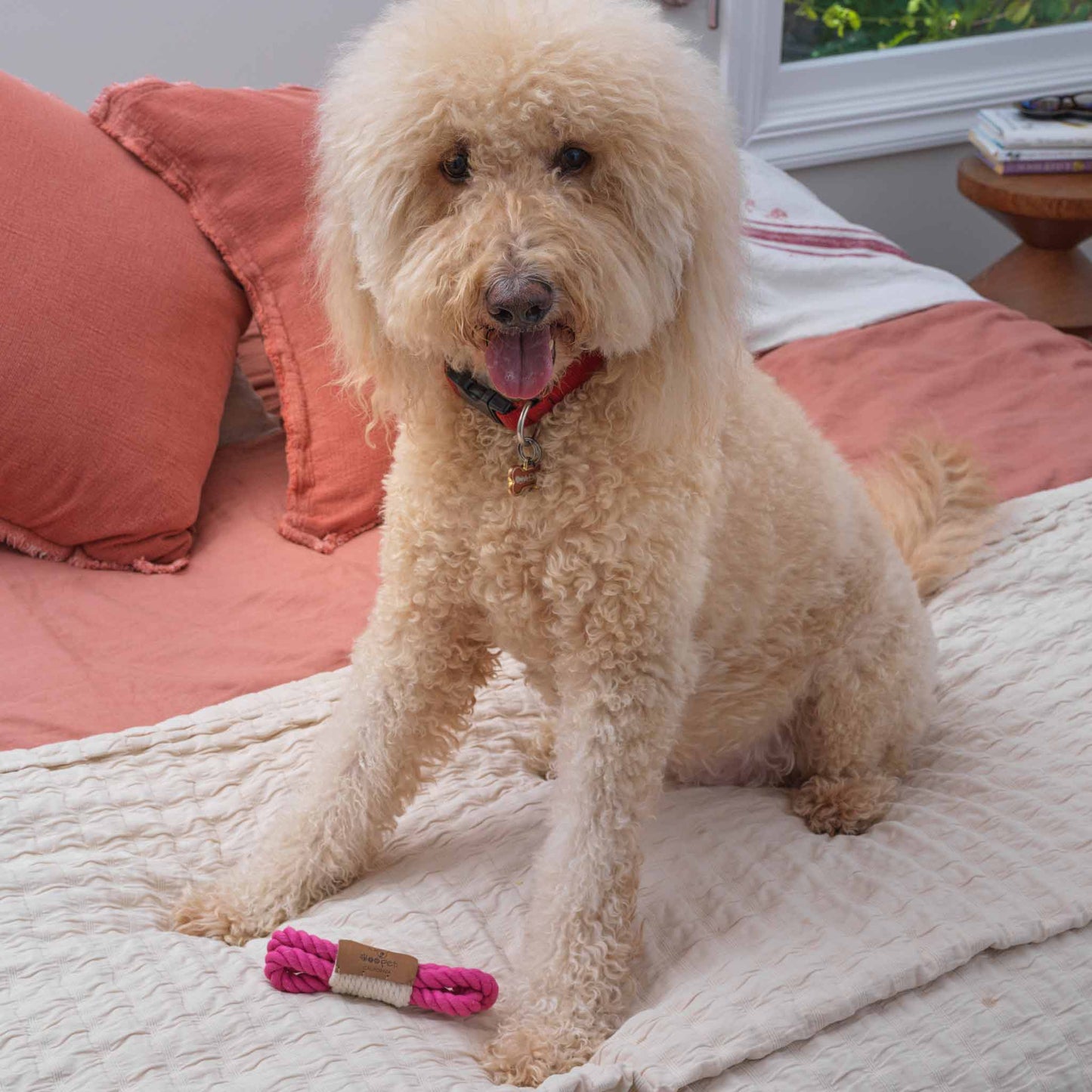 Mini Loop Dog Toy | Magenta